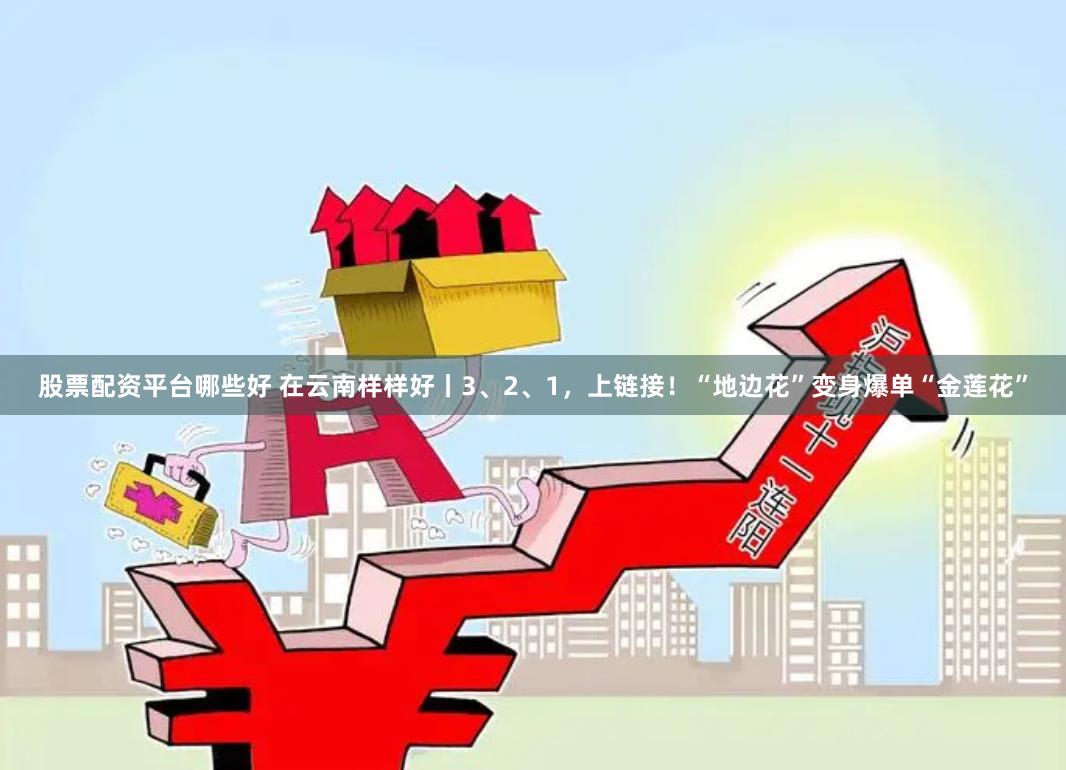 股票配资平台哪些好 在云南样样好丨3、2、1，上链接！“地边花”变身爆单“金莲花”